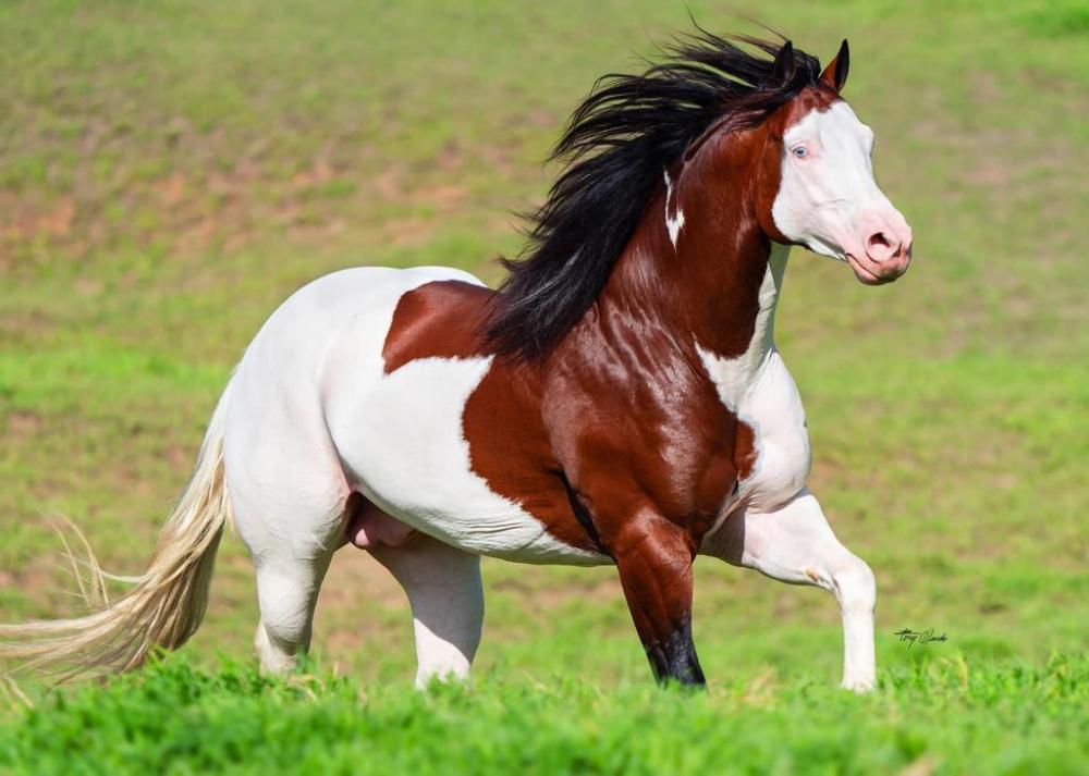 Doc Bingo Gunner, Paint Quarter Horse Stallion